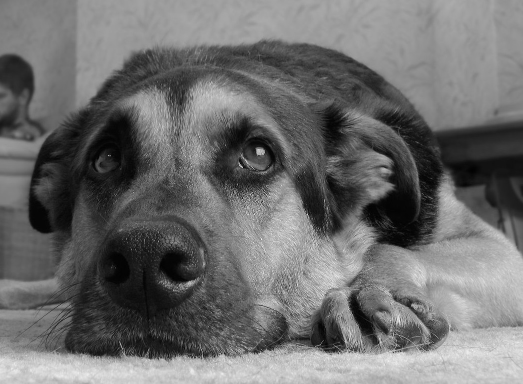 rsz_1rsz_dog small.jpg